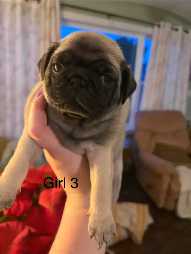pug puppies - Photo 9