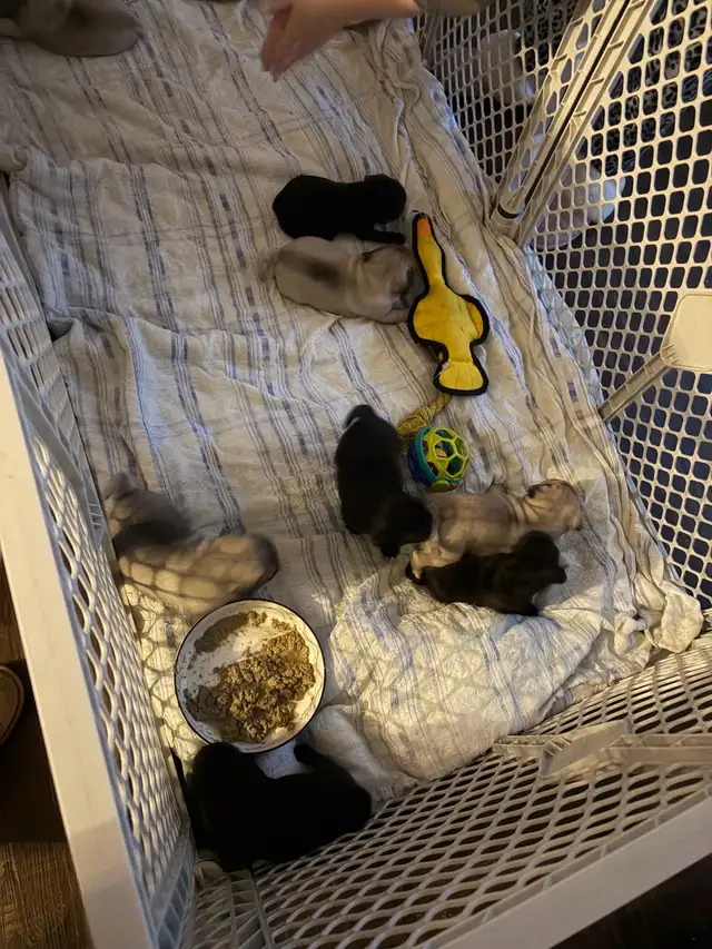pug puppies - Photo 10