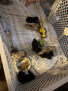 pug puppies - Photo 10