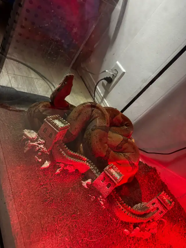 boa avec terarrium de 6  pied et 1/4 de long plus un de 3 pied - Photo 2