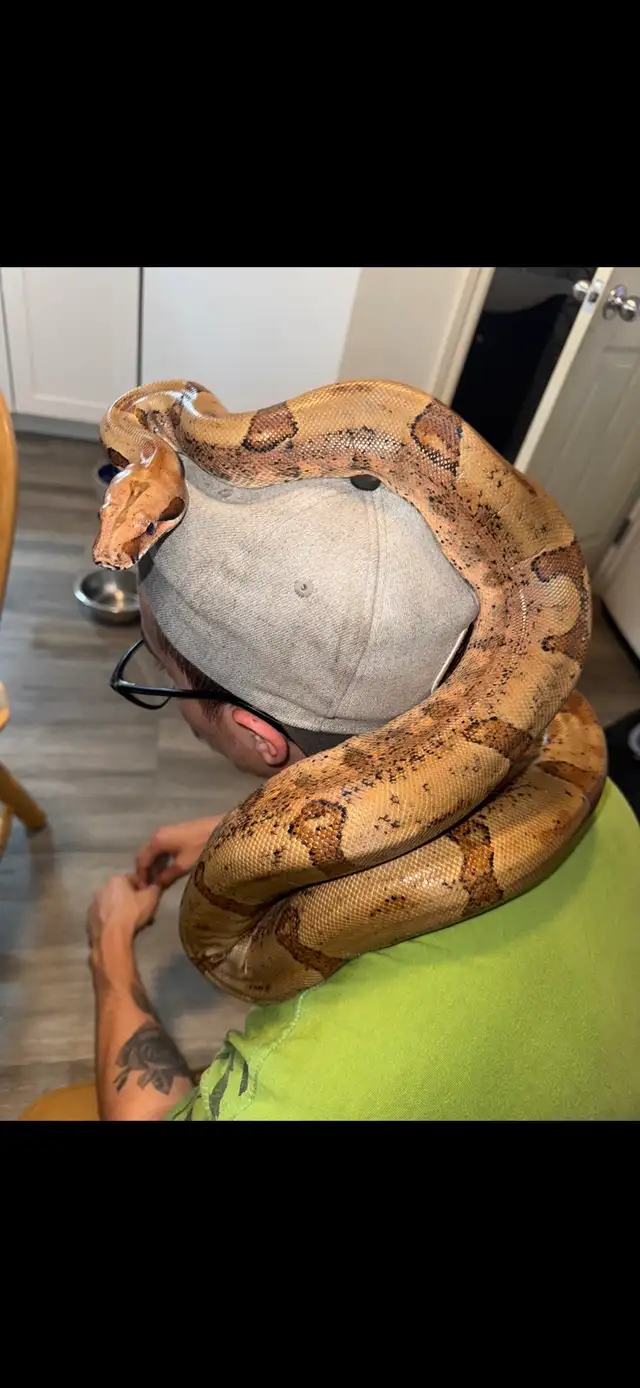 boa avec terarrium de 6  pied et 1/4 de long plus un de 3 pied - Photo 5