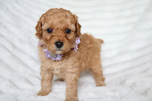 Teddybear Toy Aussiedoodles f1bb
