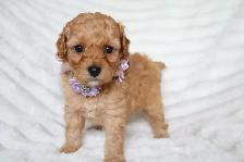 Teddybear Toy Aussiedoodles f1bb