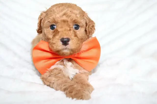 Teddybear Toy Aussiedoodles f1bb - Photo 2