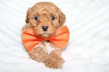 Teddybear Toy Aussiedoodles f1bb - Photo 2