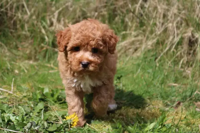 Teddybear Toy Aussiedoodles f1bb - Photo 3