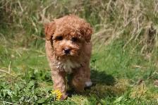 Teddybear Toy Aussiedoodles f1bb - Photo 3