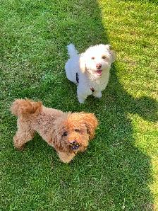 Teddybear Toy Aussiedoodles f1bb - Photo 4