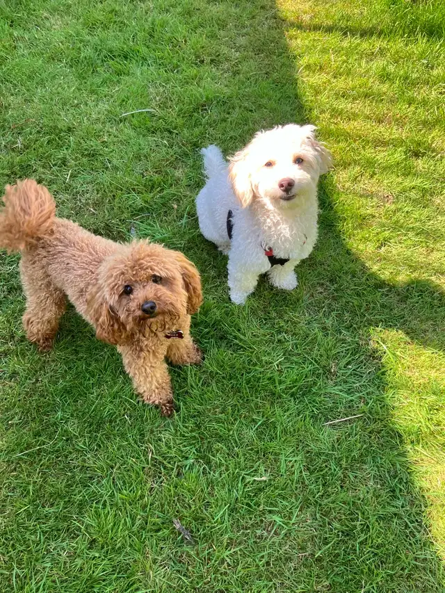 Teddybear Toy Aussiedoodles f1bb - Photo 5