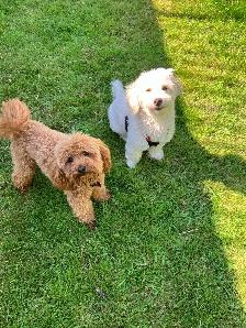 Teddybear Toy Aussiedoodles f1bb - Photo 5
