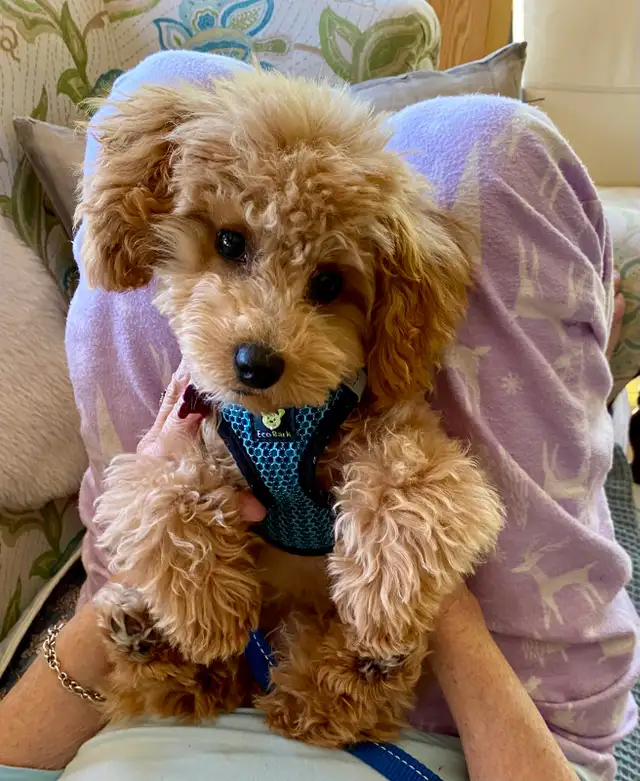 Teddybear Toy Aussiedoodles f1bb - Photo 6