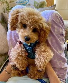 Teddybear Toy Aussiedoodles f1bb - Photo 6