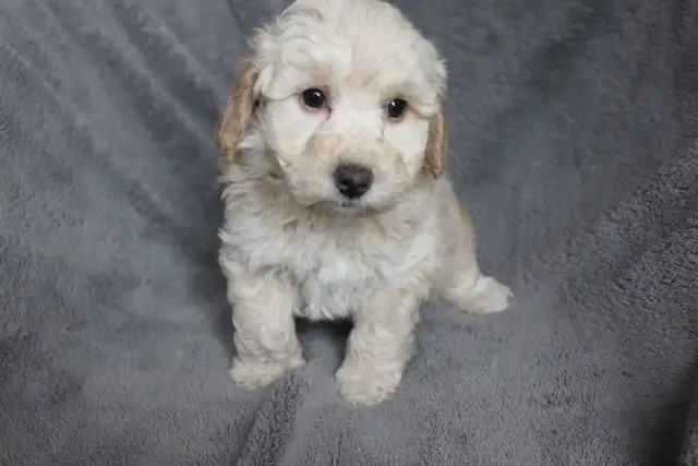 Teddybear Toy Aussiedoodles f1bb - Photo 7