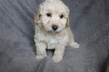 Teddybear Toy Aussiedoodles f1bb - Photo 7