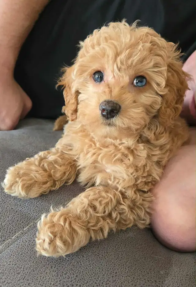 Teddybear Toy Aussiedoodles f1bb - Photo 8