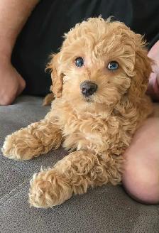 Teddybear Toy Aussiedoodles f1bb - Photo 8