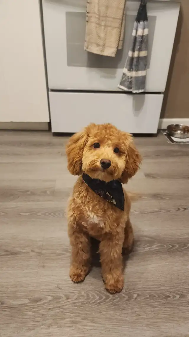 Teddybear Toy Aussiedoodles f1bb - Photo 9