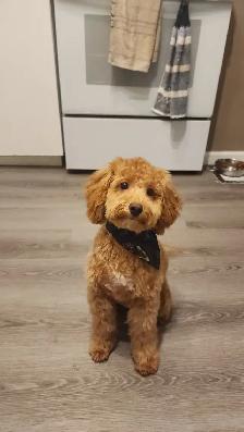 Teddybear Toy Aussiedoodles f1bb - Photo 9