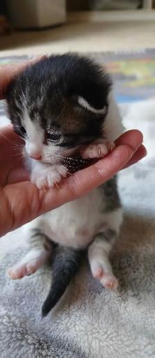 beautiful kittens