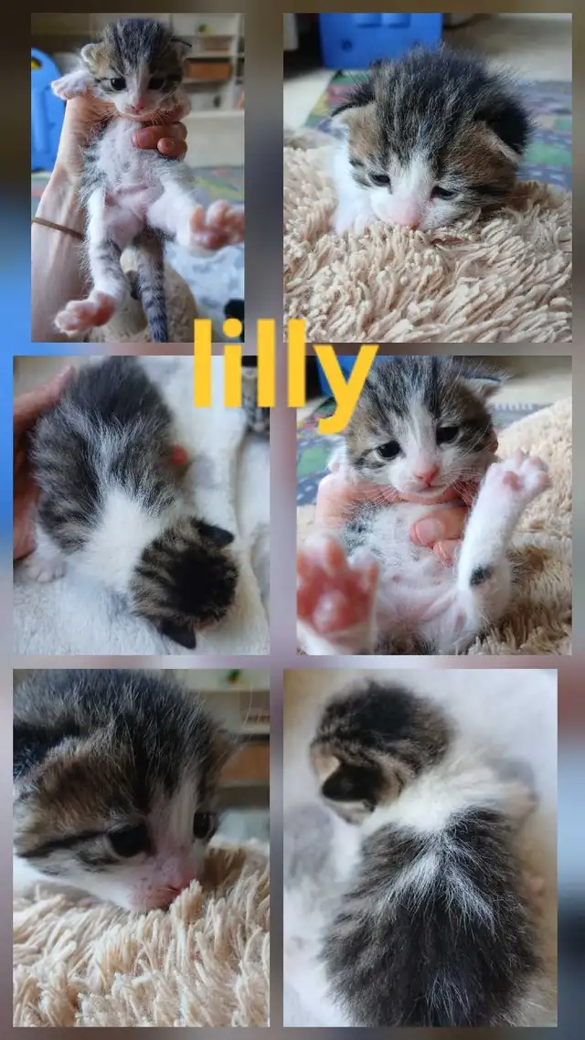 beautiful kittens - Photo 2