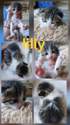 beautiful kittens - Photo 2