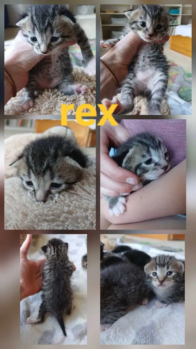 beautiful kittens - Photo 3