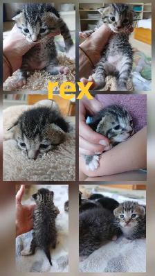 beautiful kittens - Photo 3
