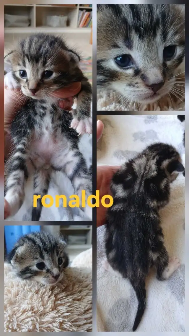 beautiful kittens - Photo 4
