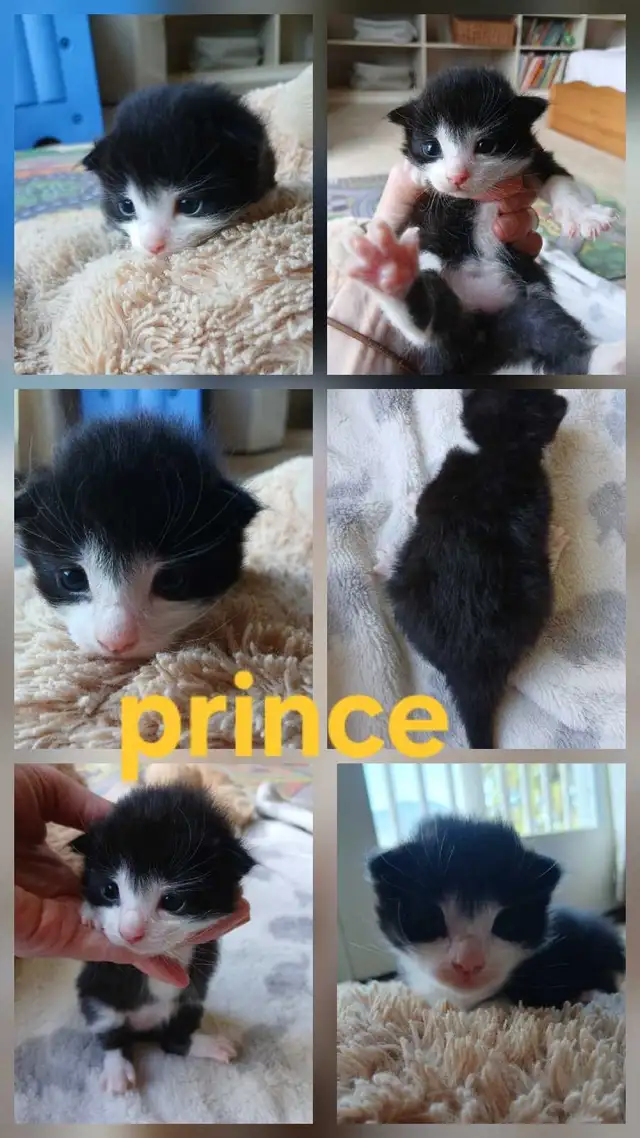 beautiful kittens - Photo 5