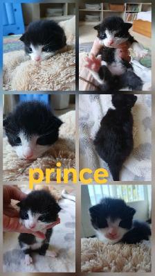 beautiful kittens - Photo 5