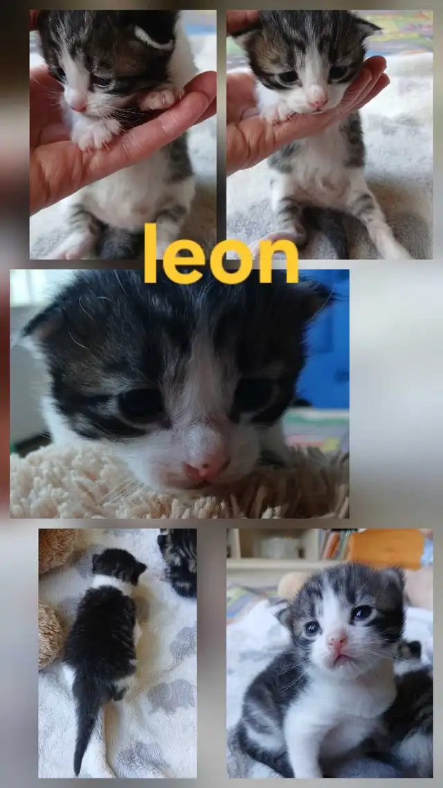 beautiful kittens - Photo 6