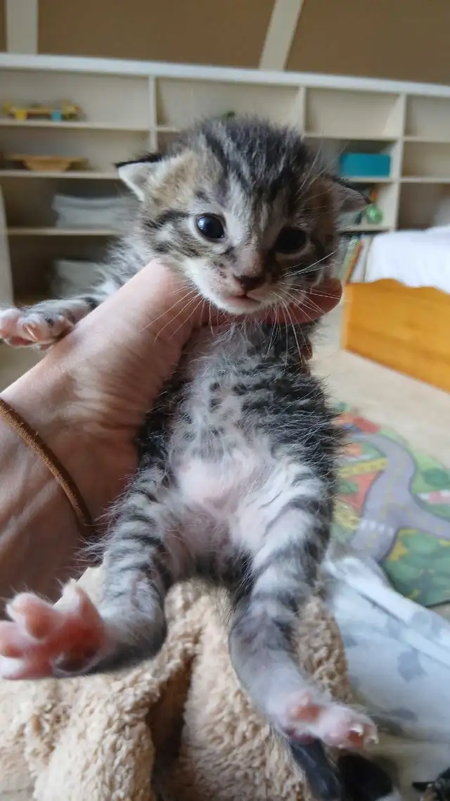 beautiful kittens - Photo 7