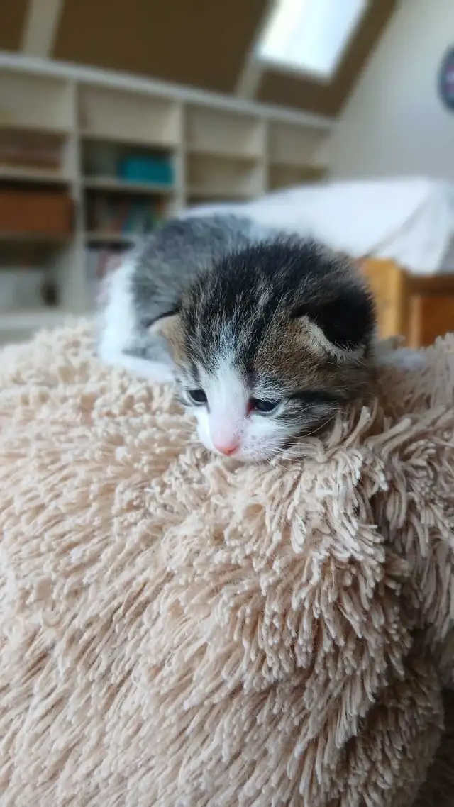 beautiful kittens - Photo 8