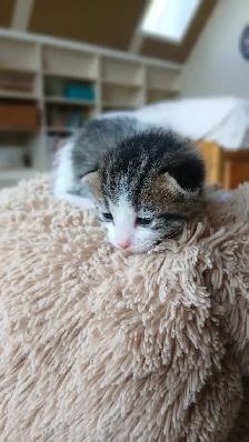 beautiful kittens - Photo 8
