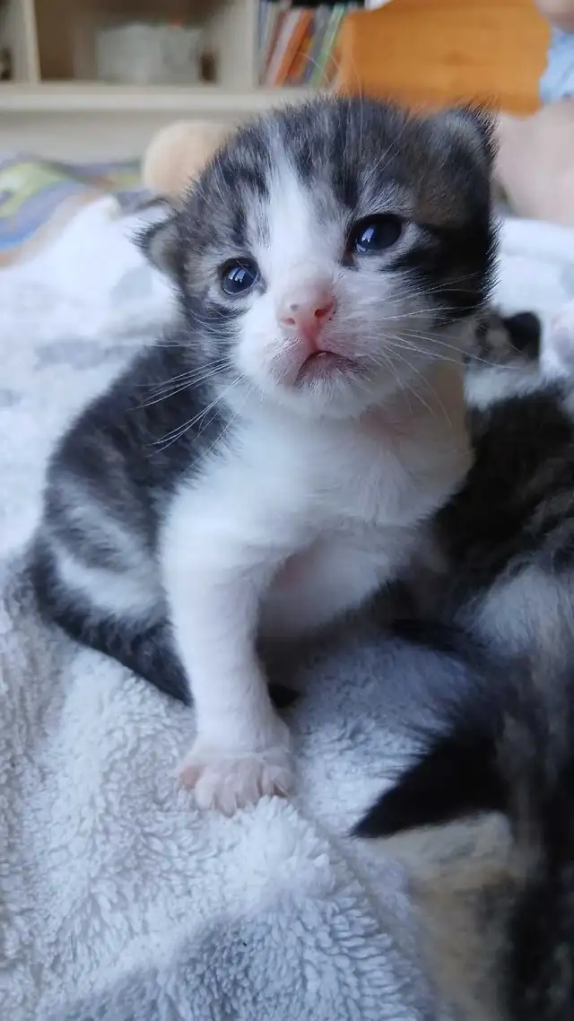 beautiful kittens - Photo 9