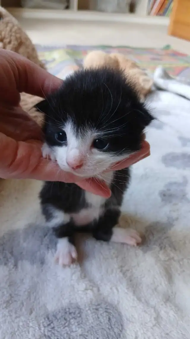 beautiful kittens - Photo 10
