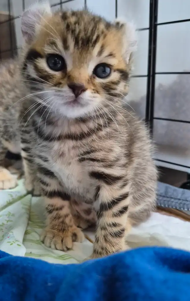 Chaton Highland  Lynx pure race /https://chatteriejolilynx.com