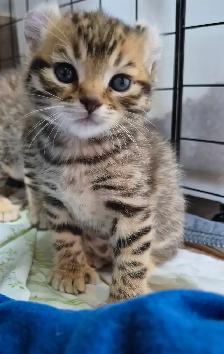Chaton Highland  Lynx pure race /https://chatteriejolilynx.com