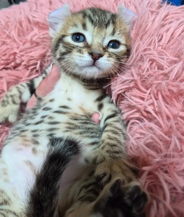 Chaton Highland  Lynx pure race /https://chatteriejolilynx.com - Photo 2