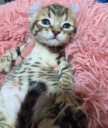 Chaton Highland  Lynx pure race /https://chatteriejolilynx.com - Photo 2