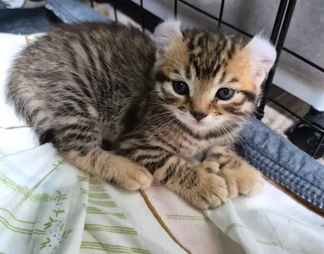 Chaton Highland  Lynx pure race /https://chatteriejolilynx.com - Photo 3