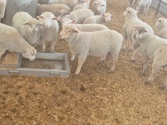 Ram lambs breeding stock