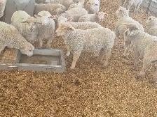 Ram lambs breeding stock