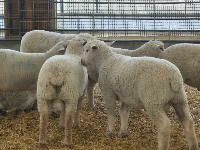 Ram lambs breeding stock - Photo 2