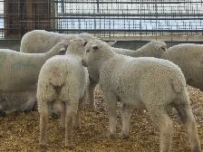 Ram lambs breeding stock - Photo 2