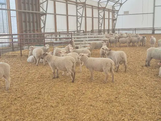 Ram lambs breeding stock - Photo 3