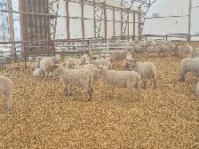 Ram lambs breeding stock - Photo 3