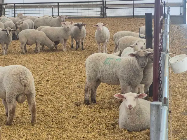 Ram lambs breeding stock - Photo 4