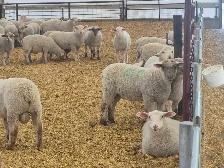 Ram lambs breeding stock - Photo 4