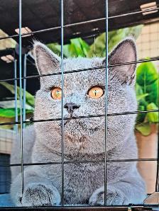 Purebred British Blue Shorthair Kittens